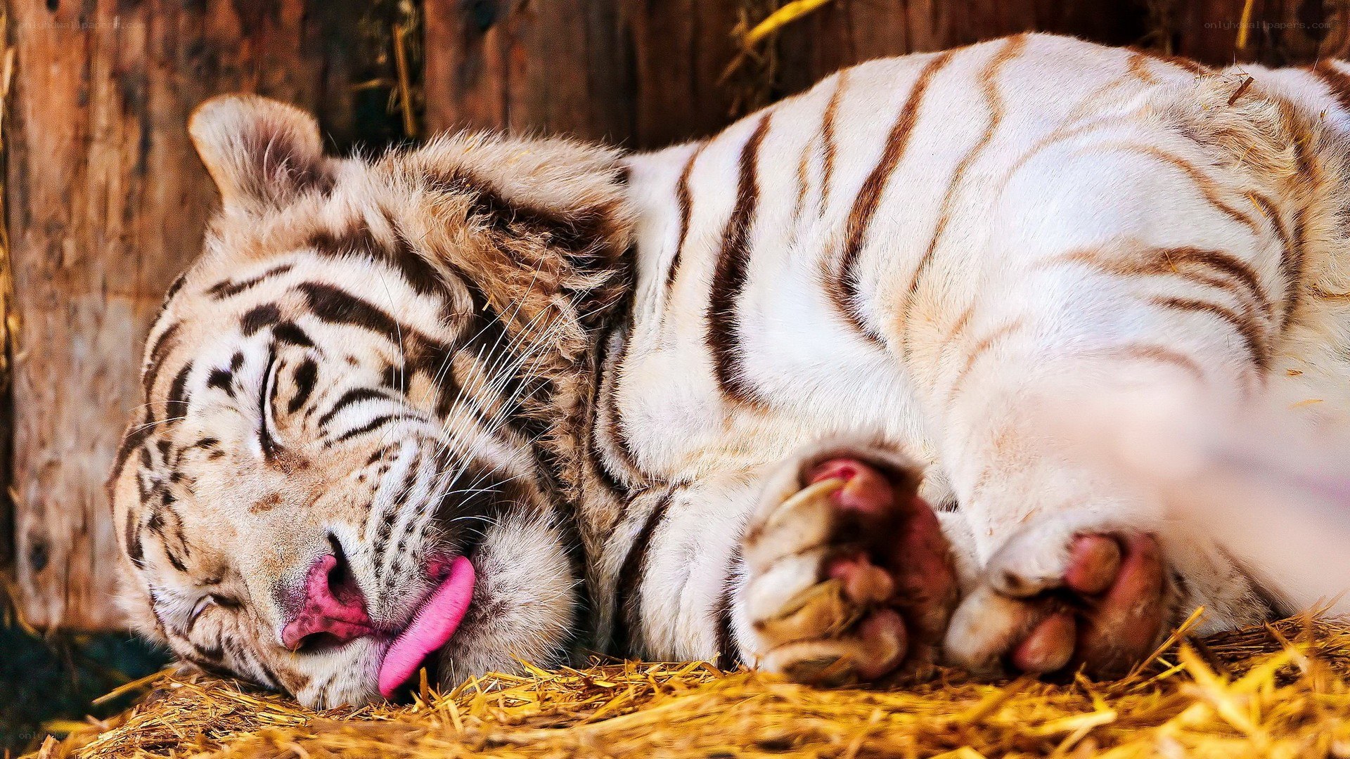 White tiger sleeping on hay