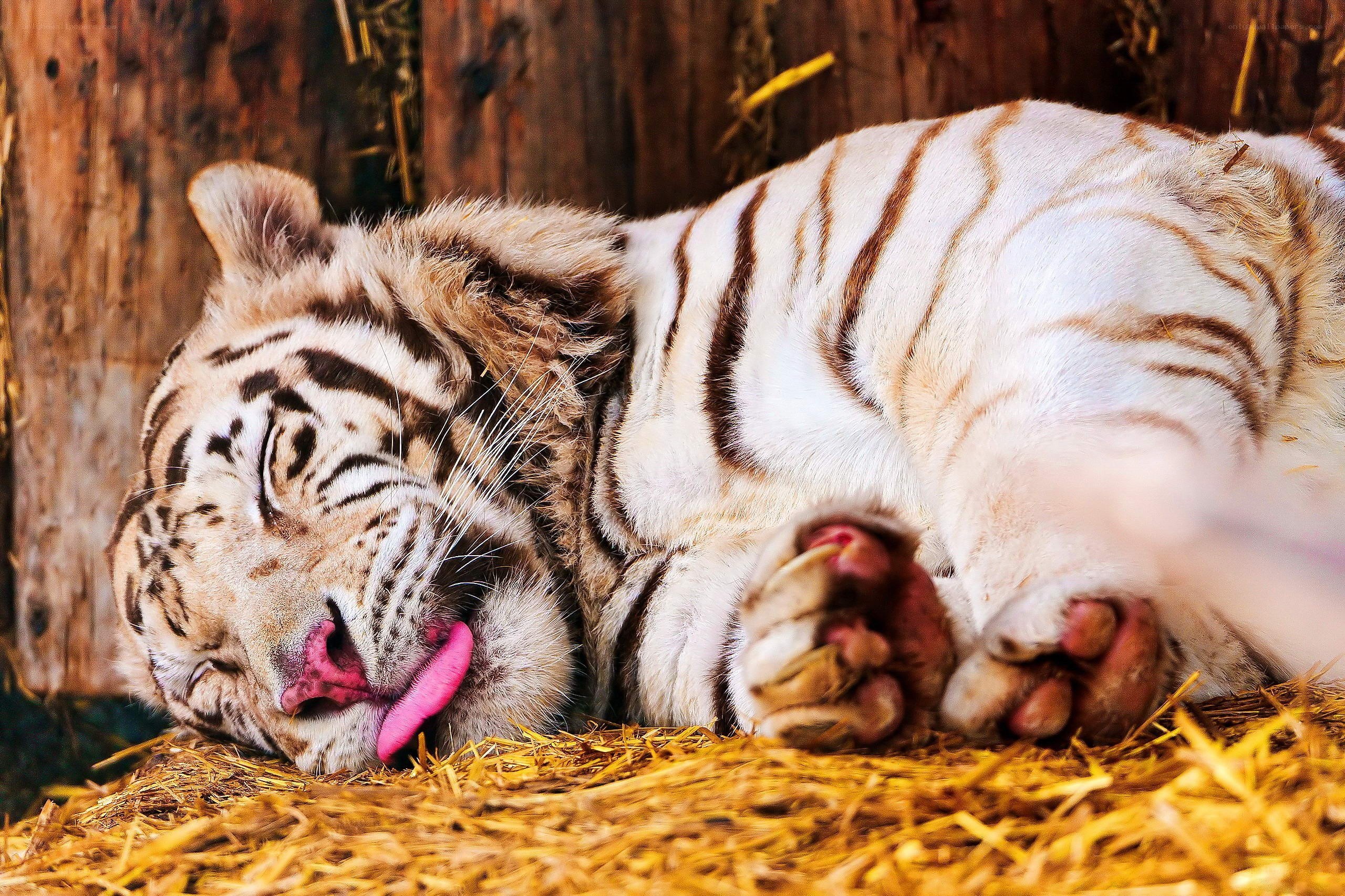 White tiger sleeping on hay