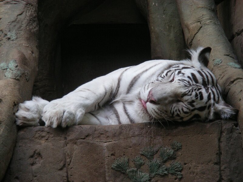 White Tiger Sleeping — Peaceful, Photograph