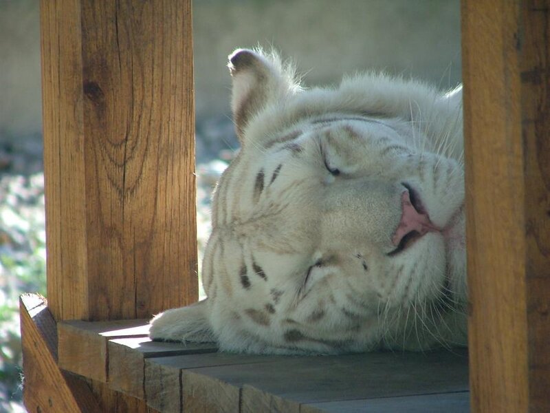 White Tiger Sleeping — Peaceful
