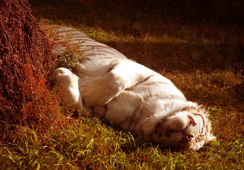 White Tiger Sleeping — Serene, Afternoon
