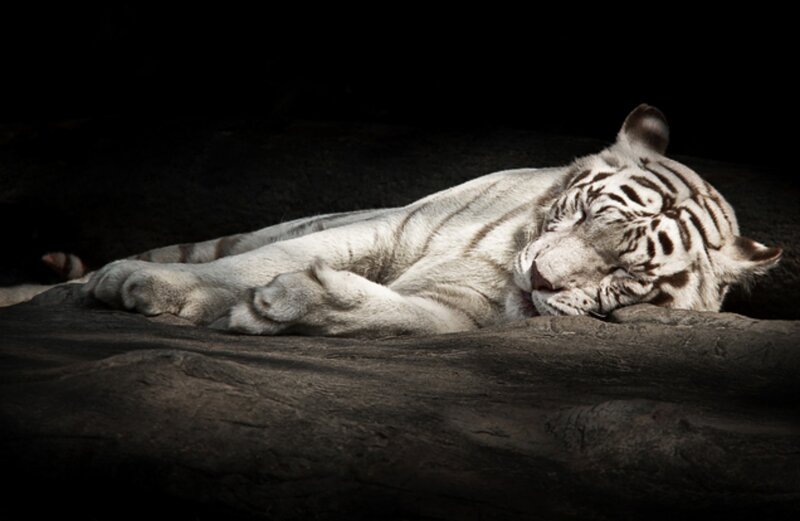 White Tiger Sleeping — Serene