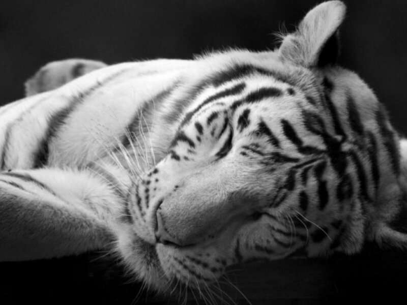 White Tiger Sleeping