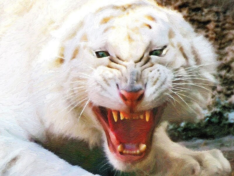 White Tiger Snarling