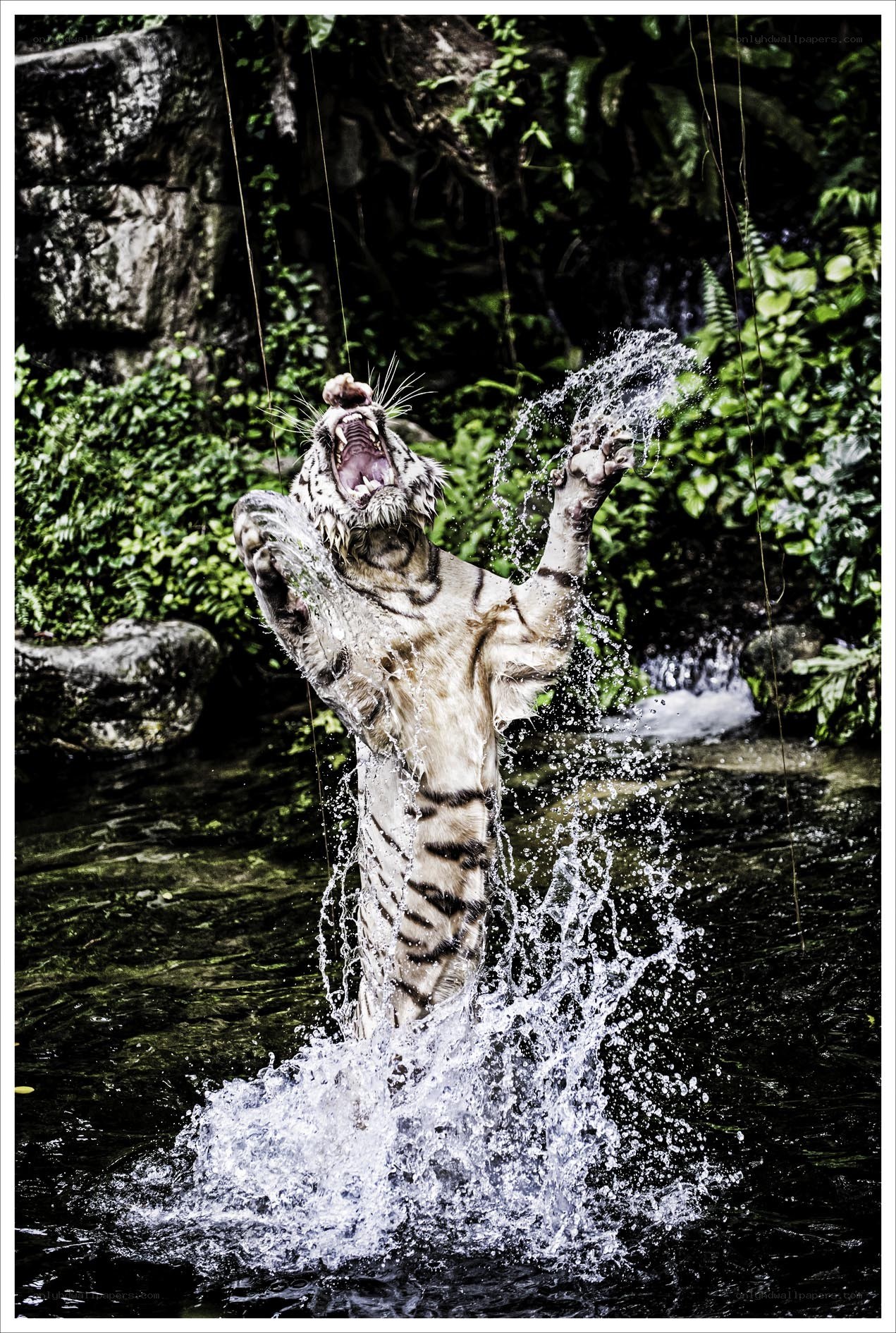 White tiger splashing in water