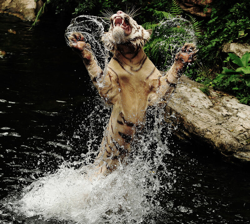 White tiger splashing in water