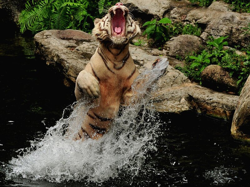 White tiger splashing in water