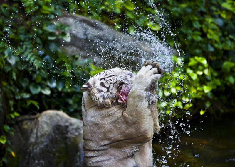 White Tiger Splashing Water — Green