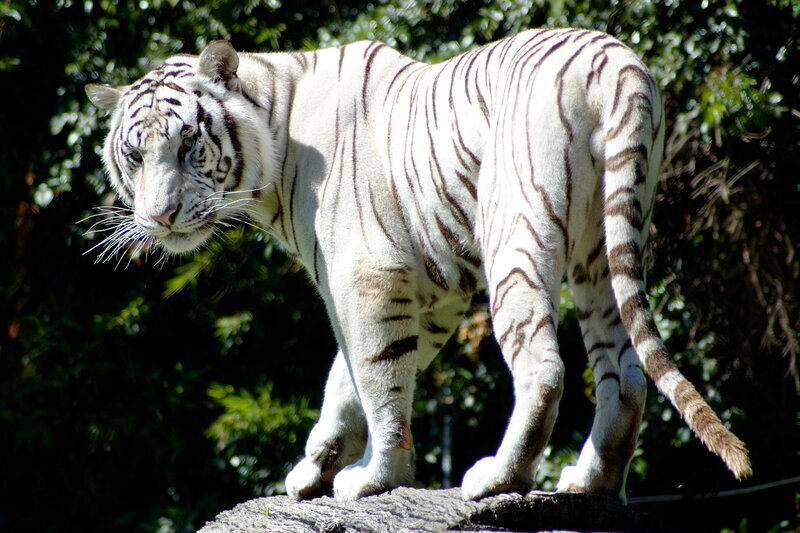 White Tiger Standing — Alert, Afternoon, Photograph, Tree