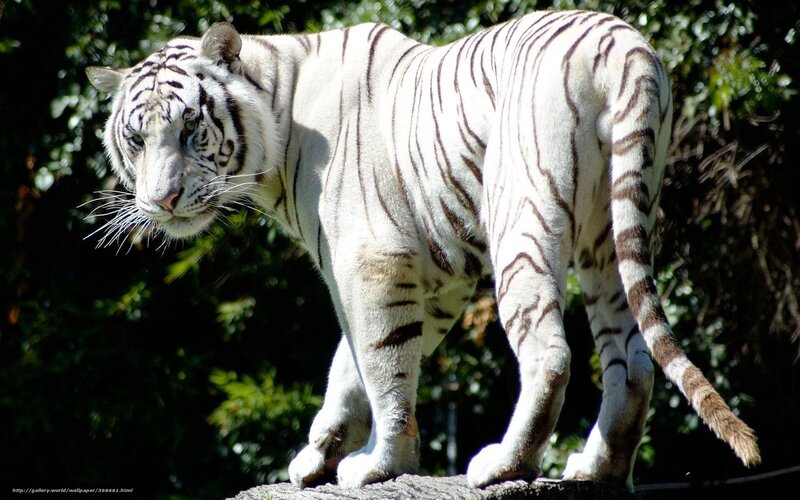 White Tiger Standing — Alert, Afternoon