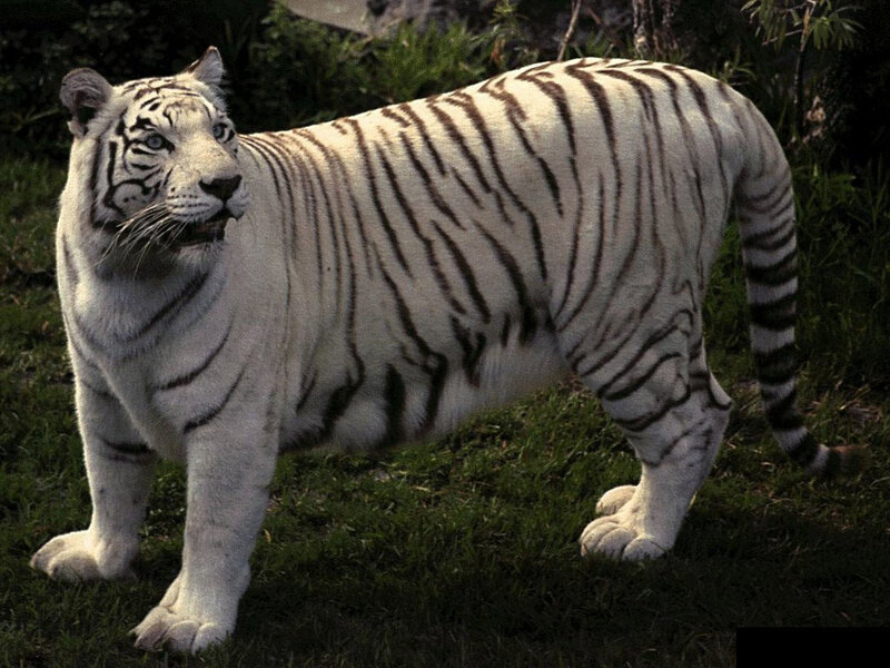 White Tiger Standing — Alert, Photograph