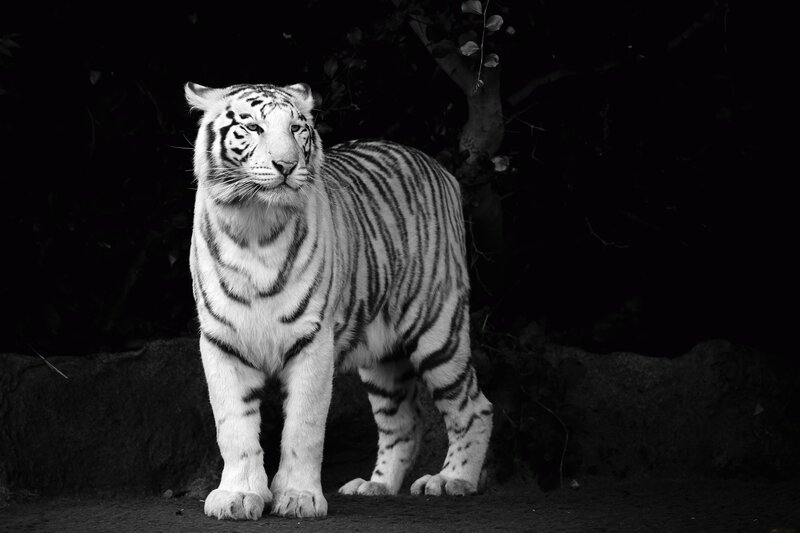 White Tiger Standing — Black, Dramatic