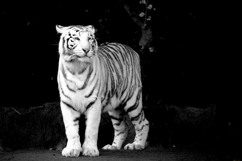 White Tiger Standing — Black