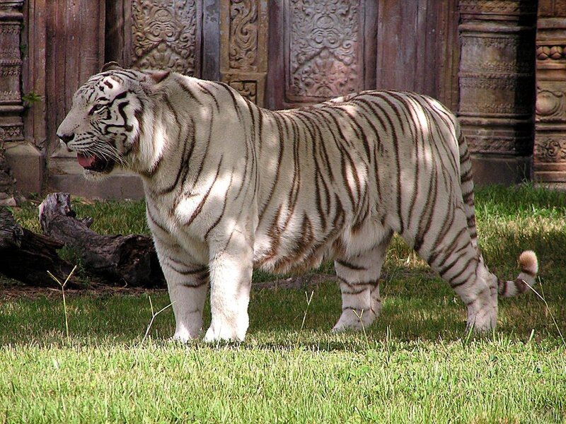 White Tiger Standing — Green