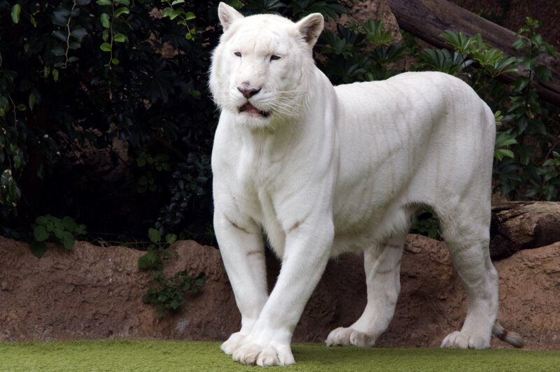 White Tiger Standing