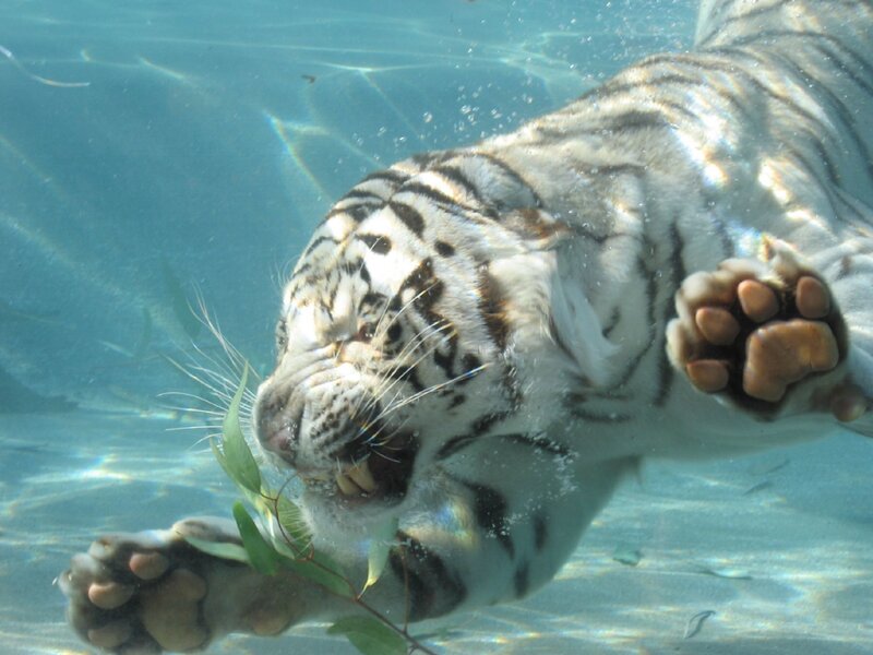 White Tiger Swimming — Blue, Calm, Photograph, Leaves