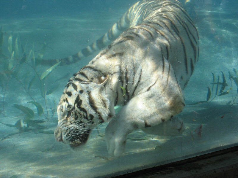 White Tiger Swimming — Blue, Calm, Photograph