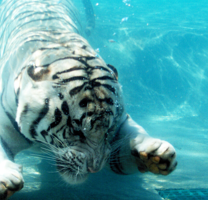 White Tiger Swimming — Blue, Calm