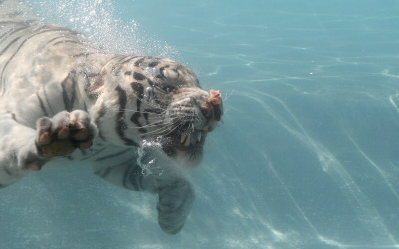 White Tiger Swimming — Blue, Dynamic, Photograph, Water