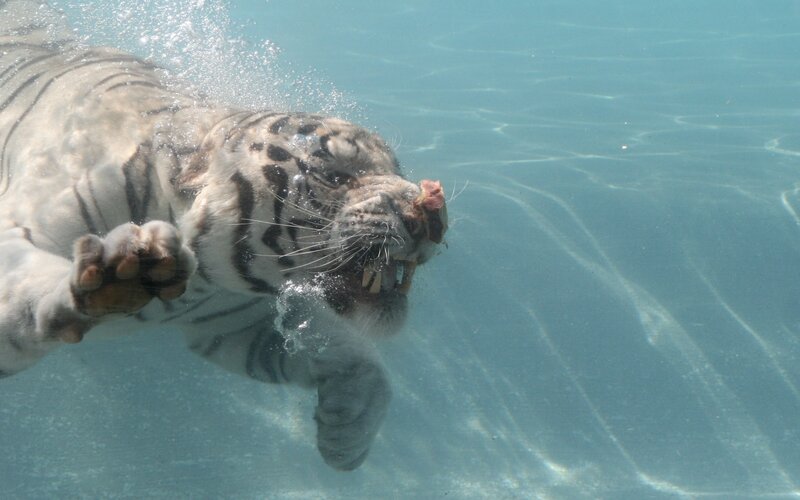 White Tiger Swimming — Blue, Dynamic