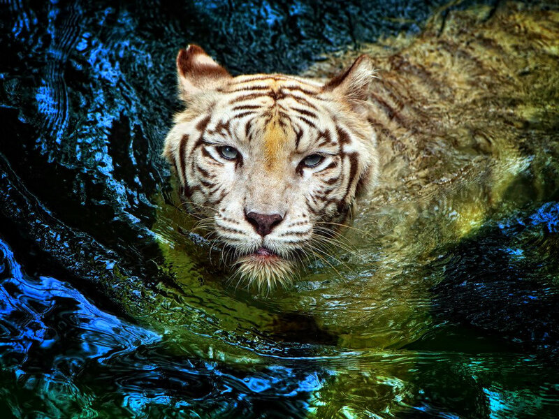 White Tiger Swimming — Blue