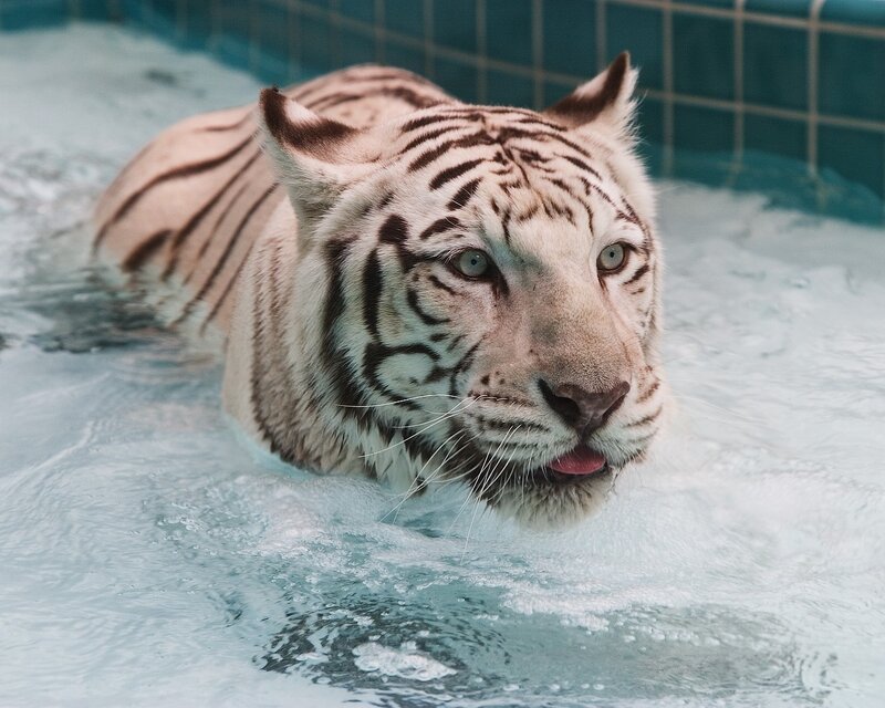White Tiger Swimming — Calm, Photograph