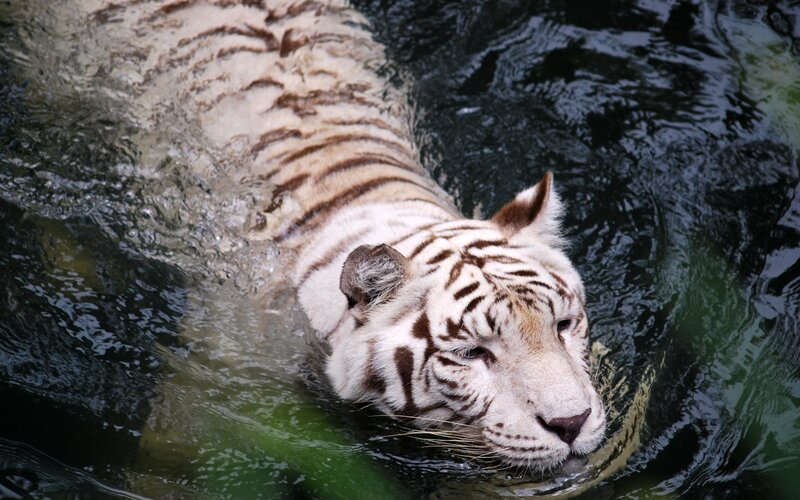 White Tiger Swimming — Calm, Photograph, Water