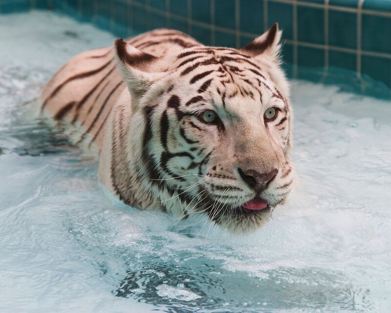 White Tiger Swimming — Calm