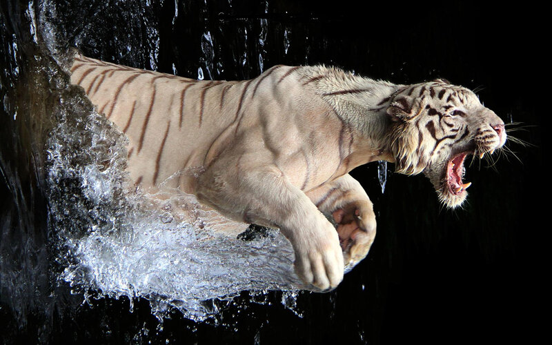 White Tiger Swimming — Dramatic