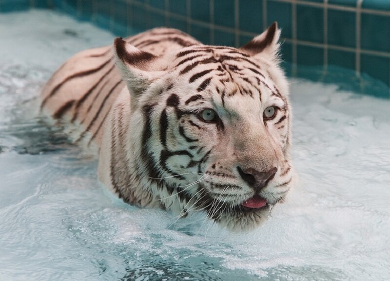 white tiger swimming in pool