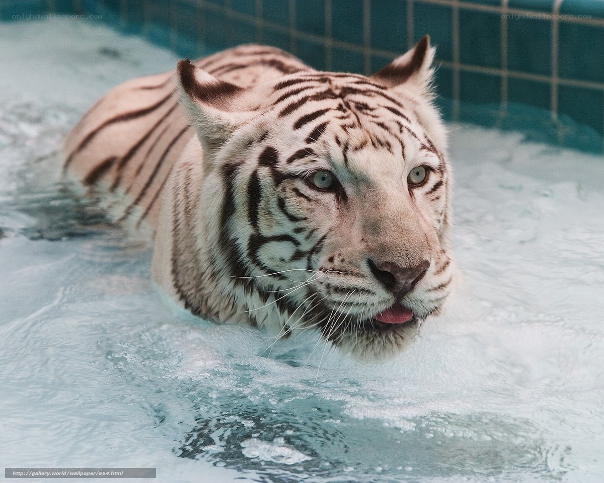 White tiger swimming in pool
