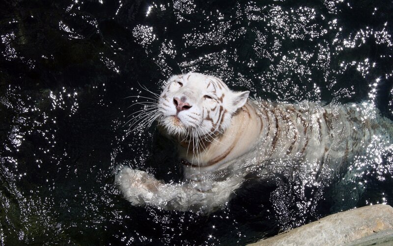 white tiger swimming in water