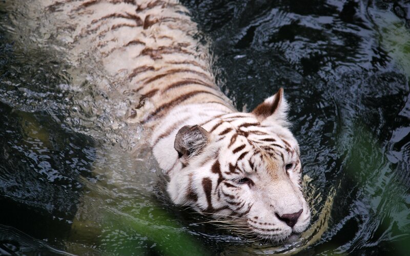 white tiger swimming in water