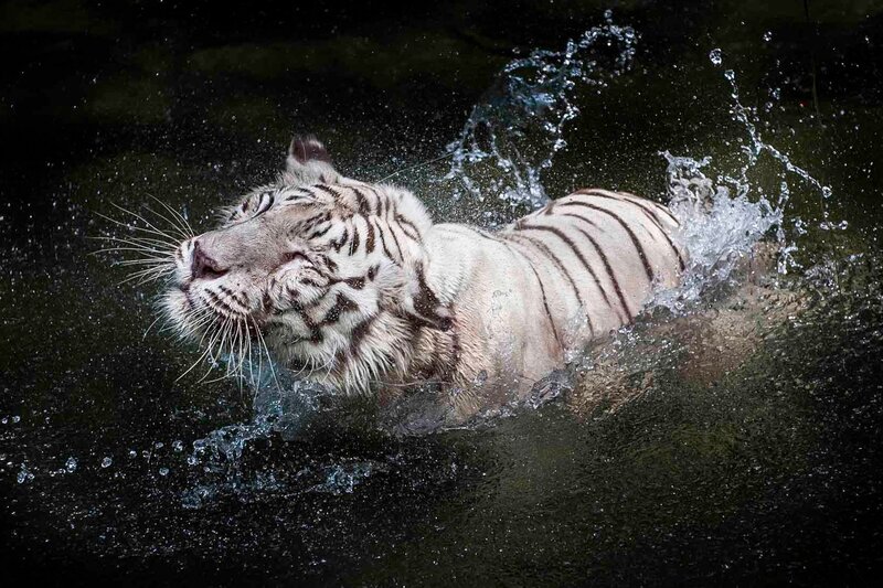white tiger swimming in water
