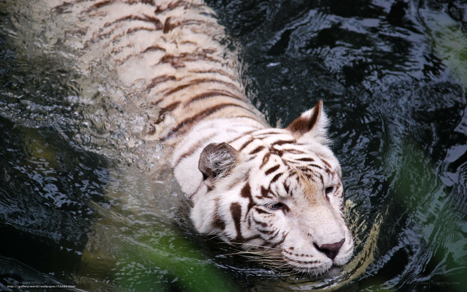 white tiger swimming in water