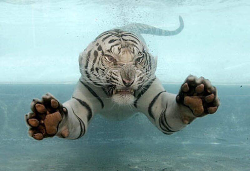 White Tiger Swimming — Intense
