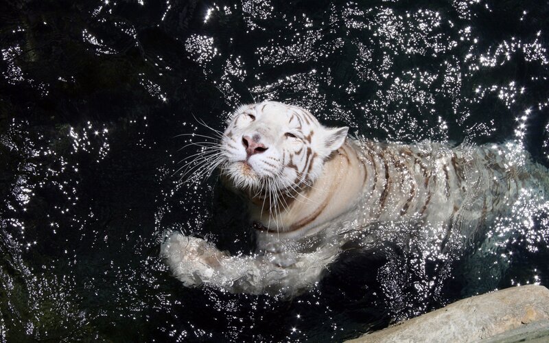 White Tiger Swimming — Serene