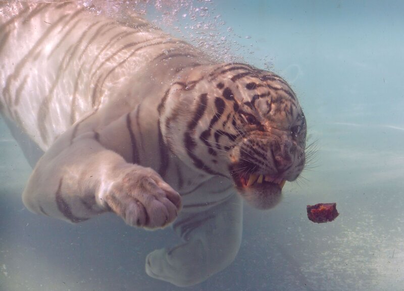 White Tiger Swimming