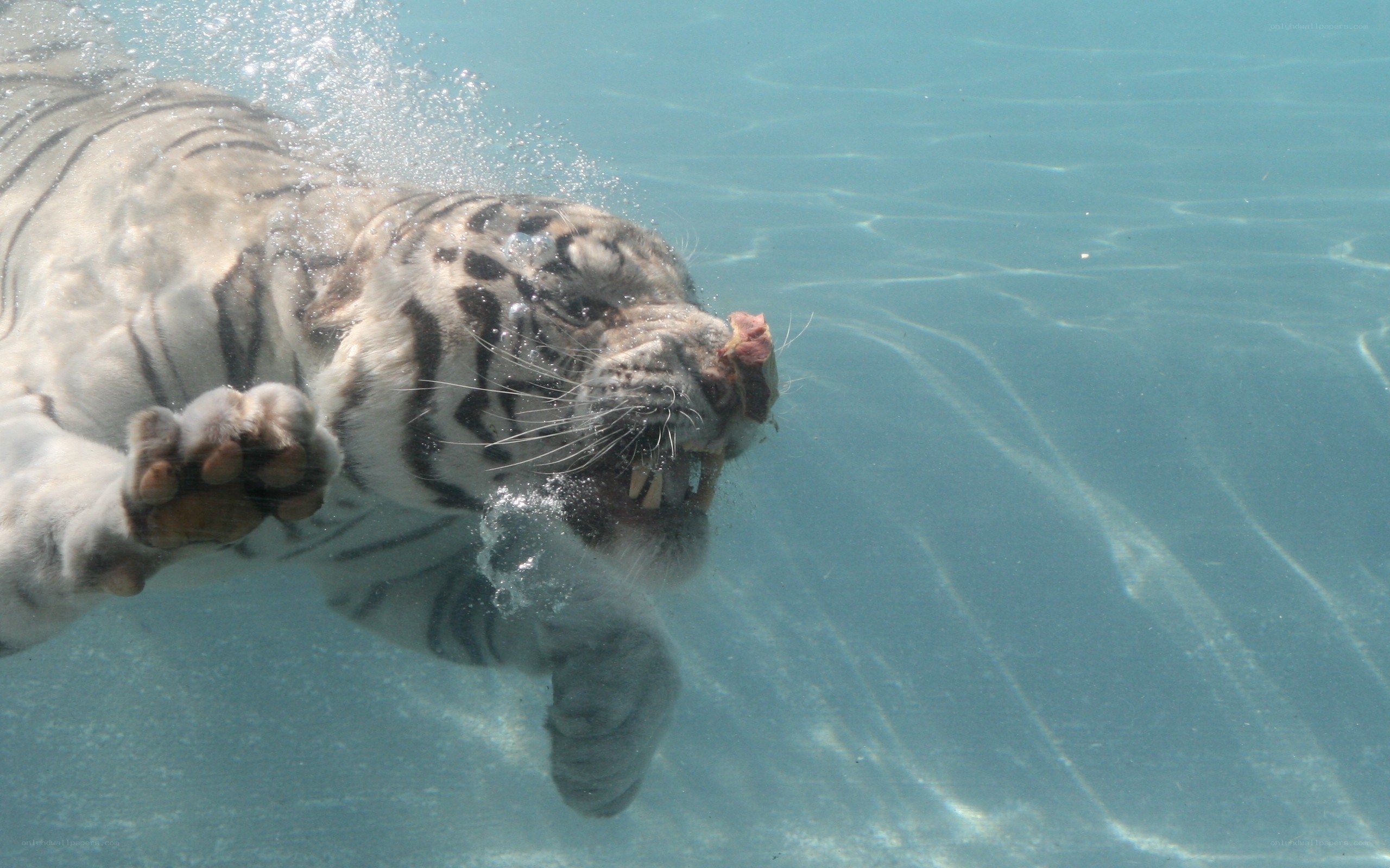 White tiger swimming underwater