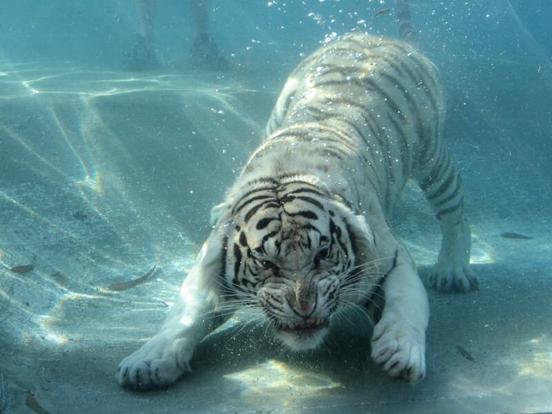 white tiger swimming underwater