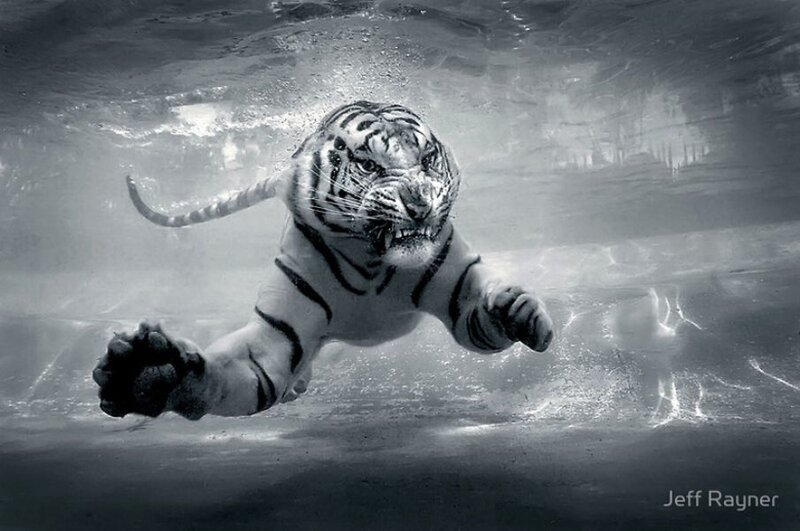 White tiger swimming underwater
