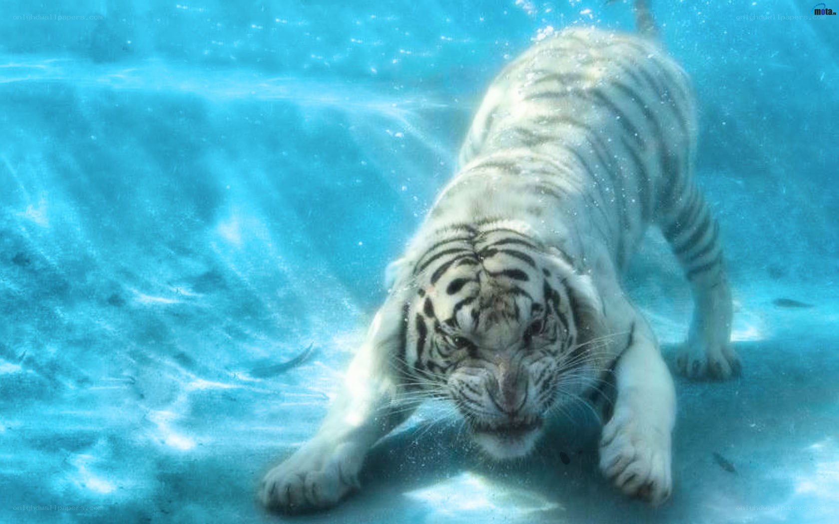 White tiger swimming underwater