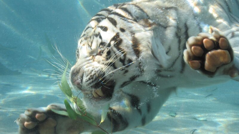 White tiger swimming underwater