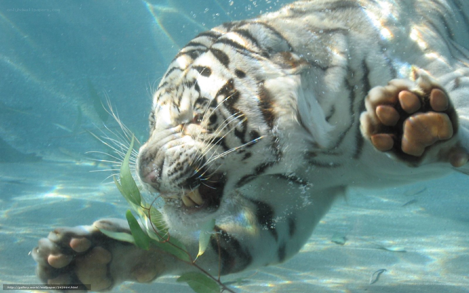 White tiger swimming underwater