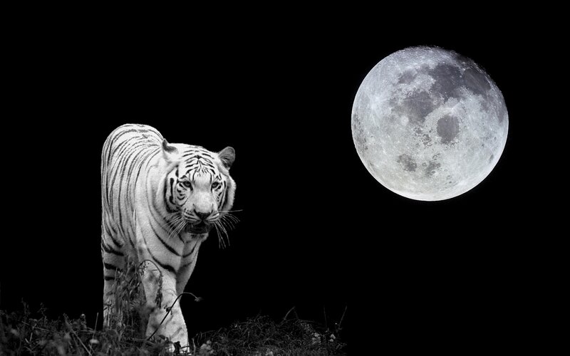 White tiger under full moon