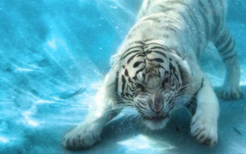 white tiger underwater