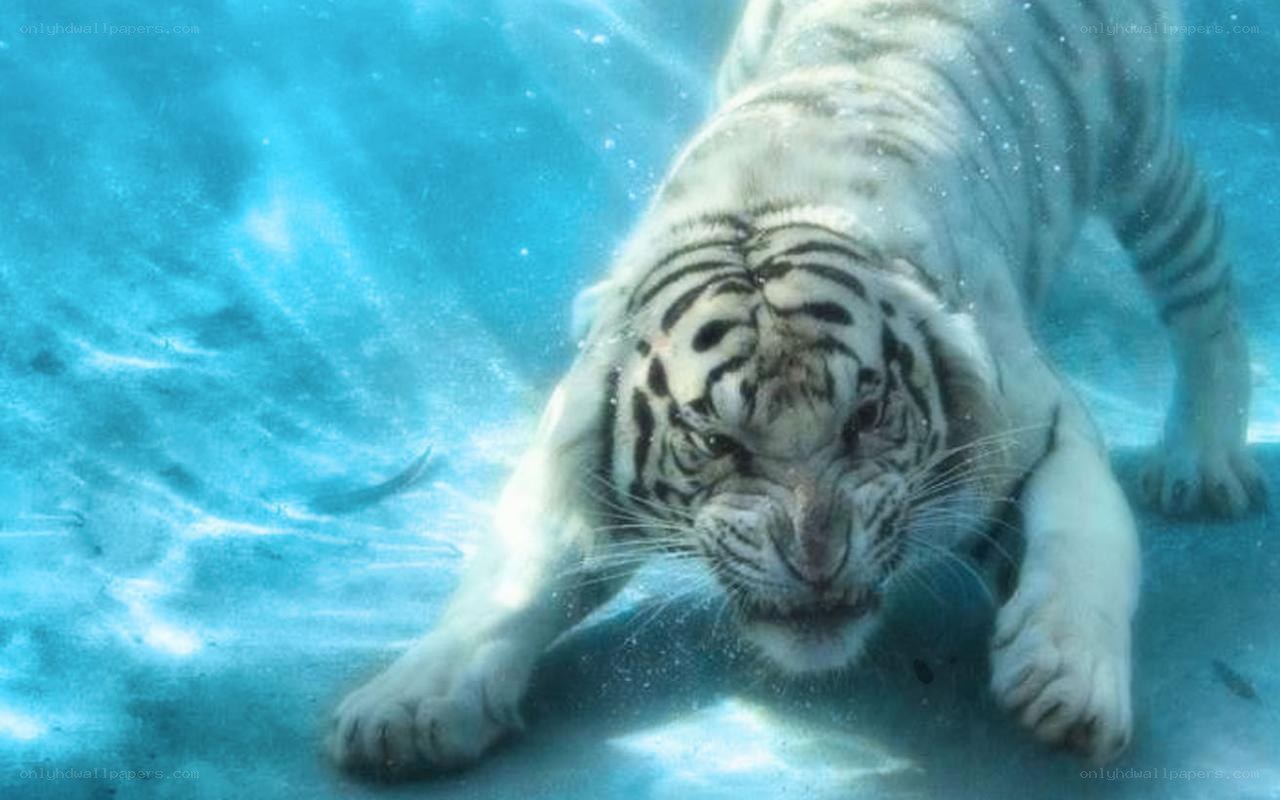 white tiger underwater