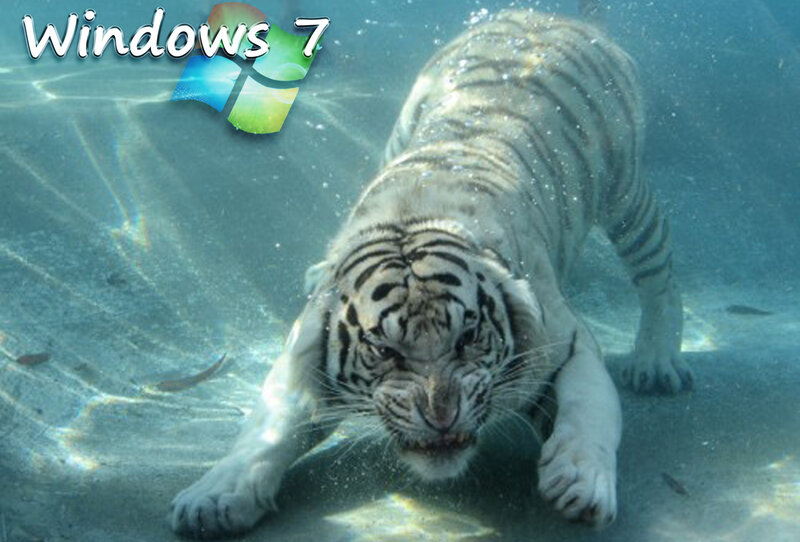 white tiger underwater