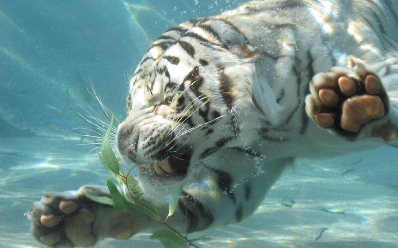 White Tiger Underwater — Blue, Calm, Photograph