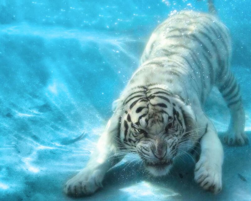 White Tiger Underwater — Blue, Calm, Photograph, Water
